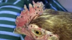 A csirke kullancsok típusai és hogyan lehet megszabadulni tőlük